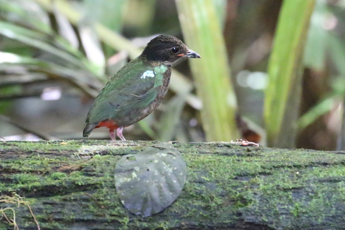 Eastern Hooded Pitta - ML622365024