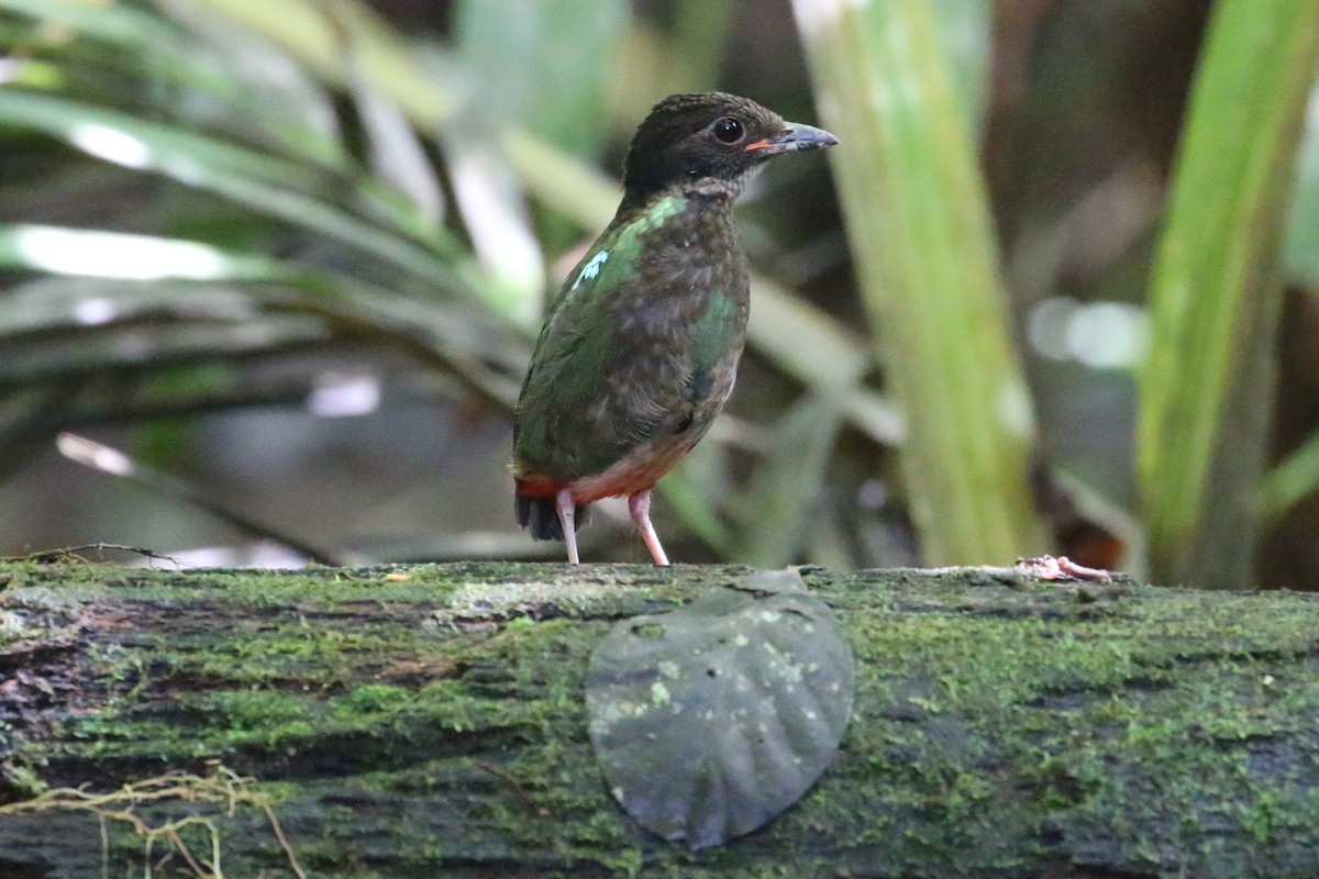 Eastern Hooded Pitta - ML622365025