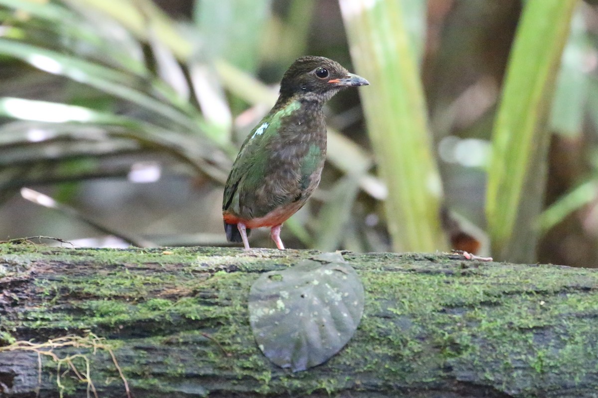 Eastern Hooded Pitta - ML622365026