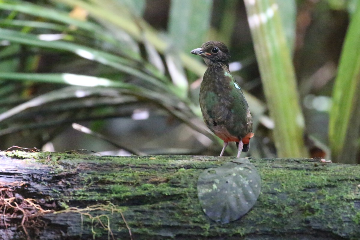 Eastern Hooded Pitta - ML622365027