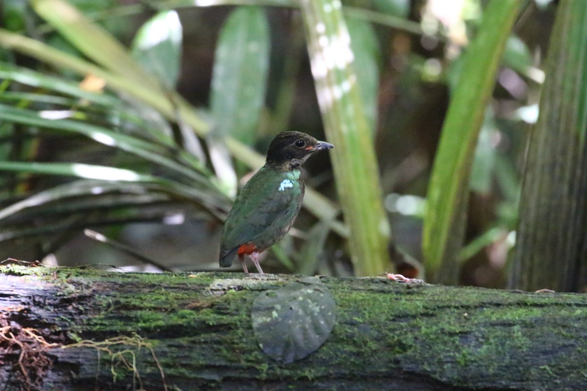 Eastern Hooded Pitta - Oscar Campbell