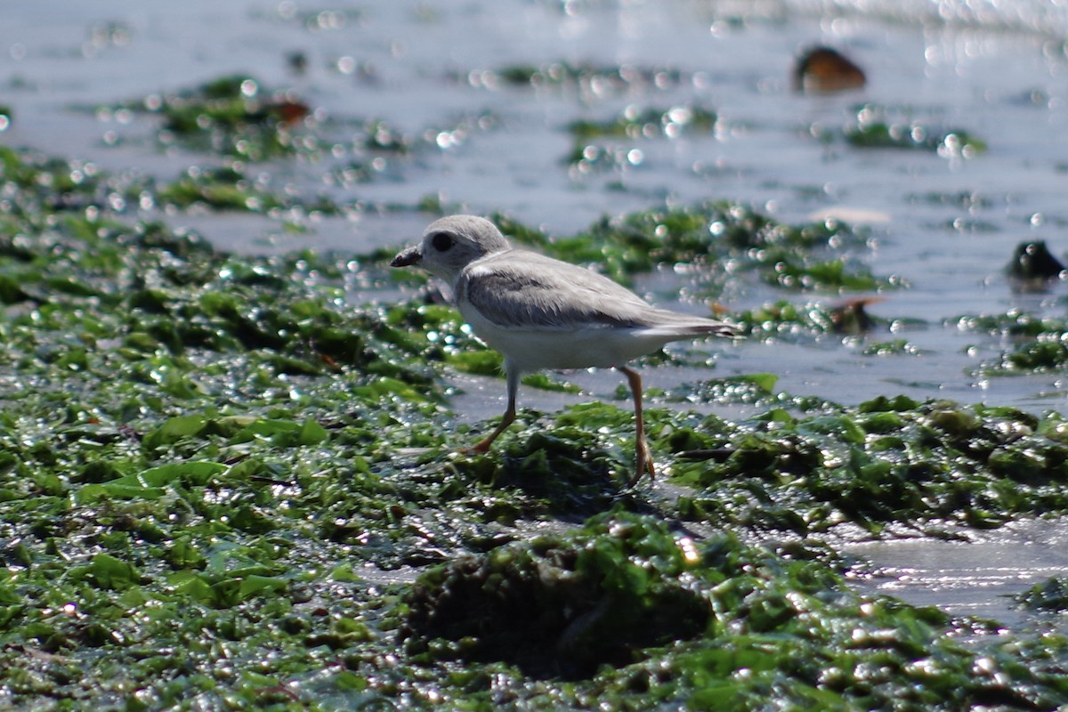 Piping Plover - ML622365041