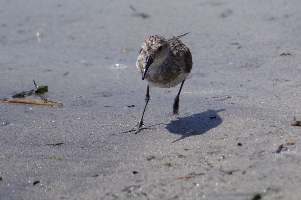 Sanderling - ML622365057