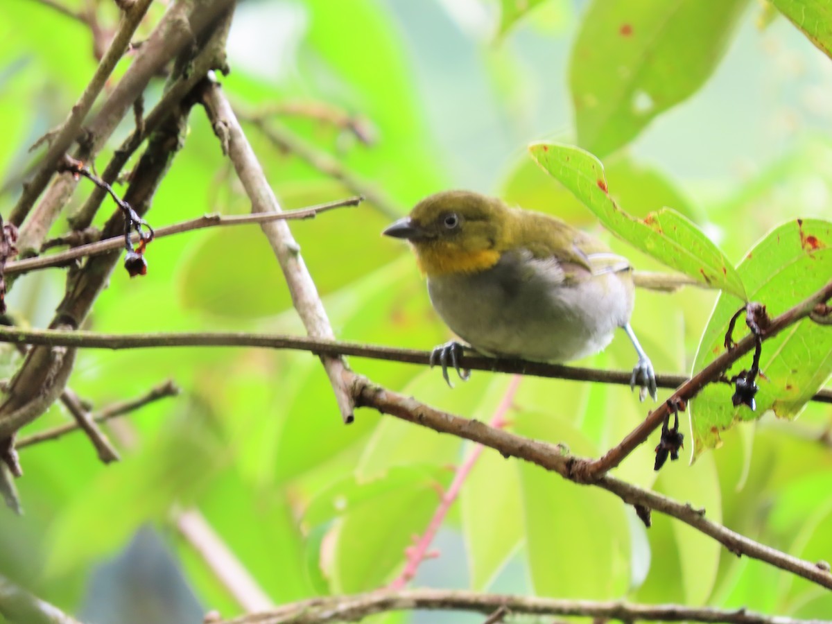 Short-billed Chlorospingus - ML622365186