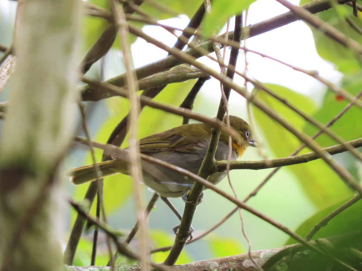 Short-billed Chlorospingus - ML622365187