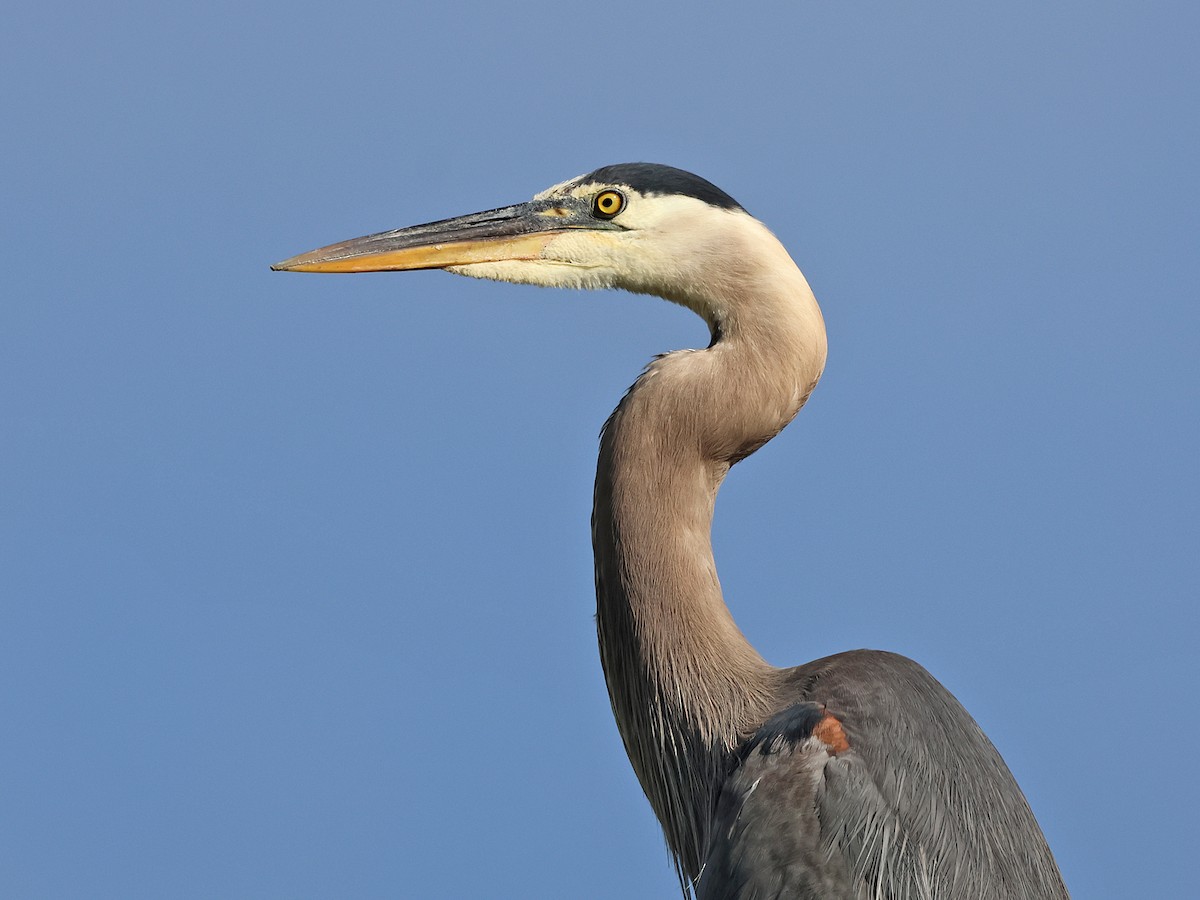Great Blue Heron - ML622365263