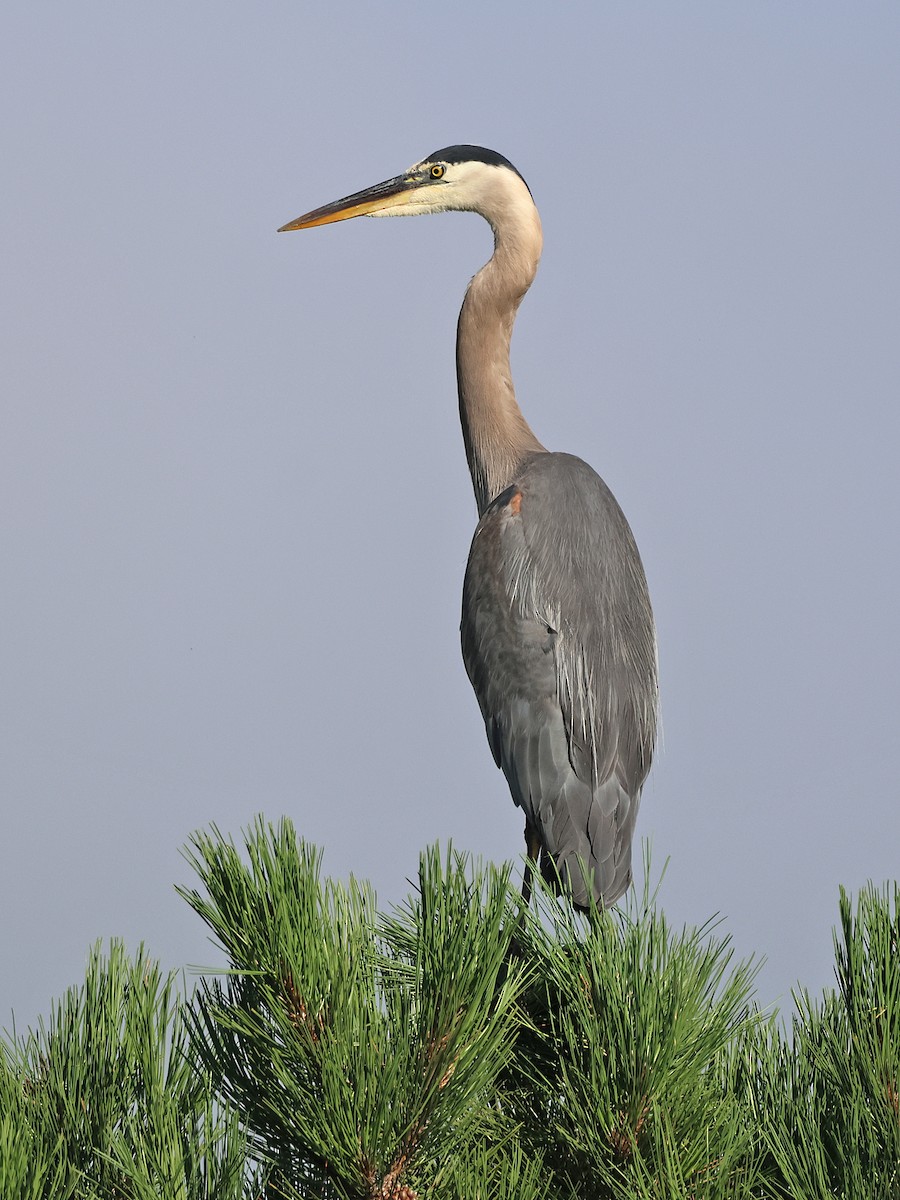 Great Blue Heron - ML622365264