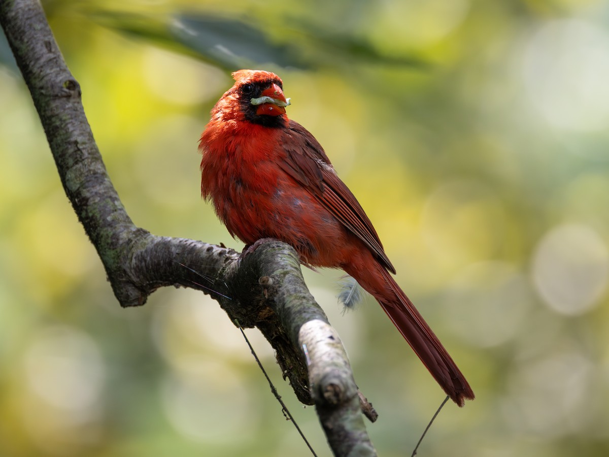 Northern Cardinal - ML622365384