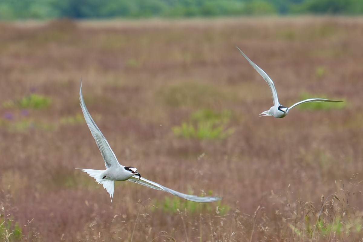 Aleutian Tern - ML622365482