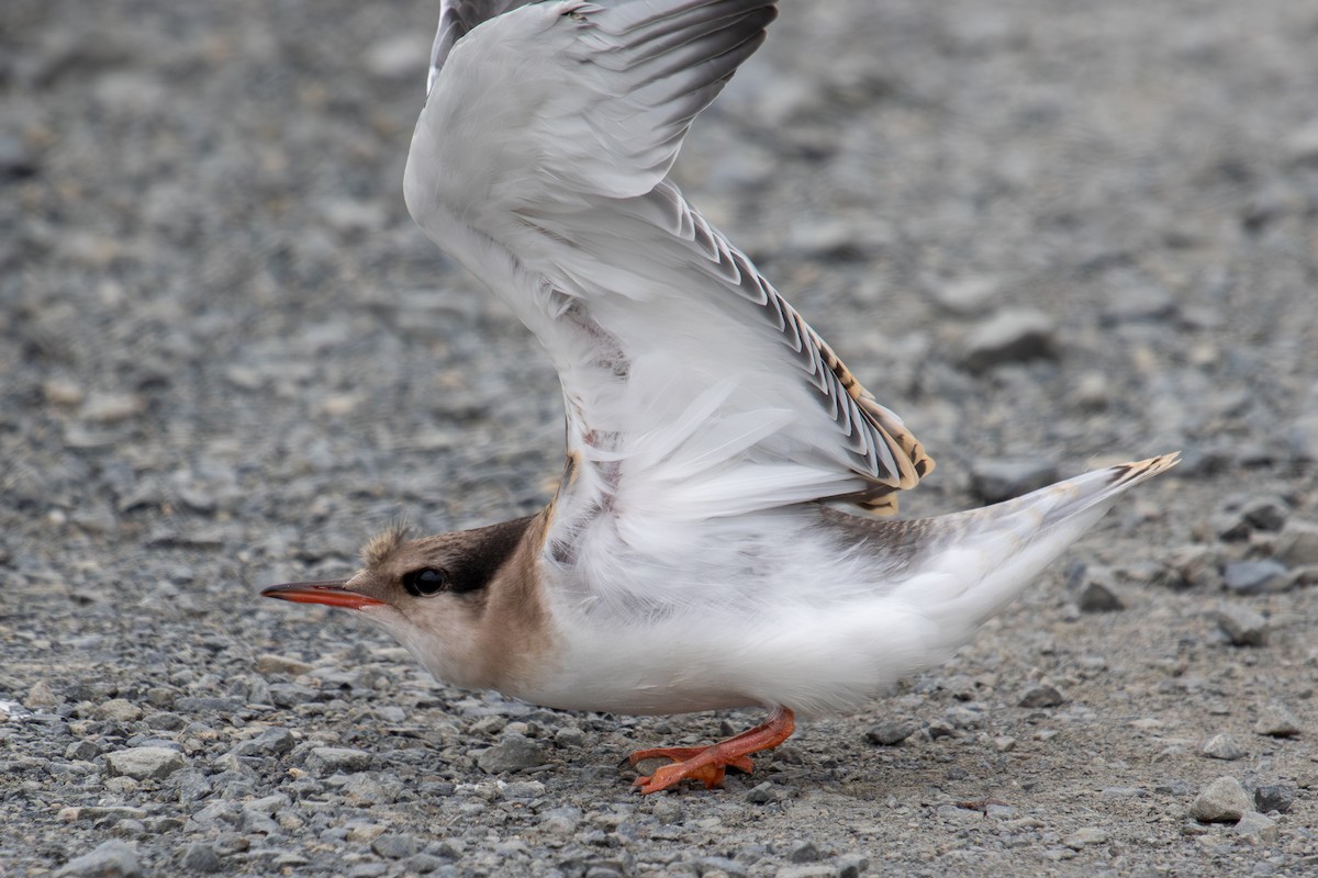 Aleutian Tern - ML622365485