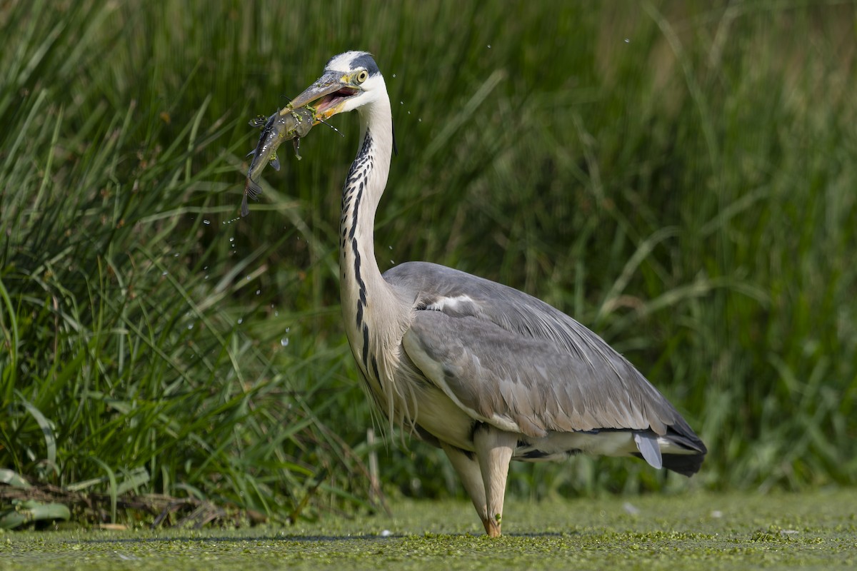 Gray Heron - ML622365543