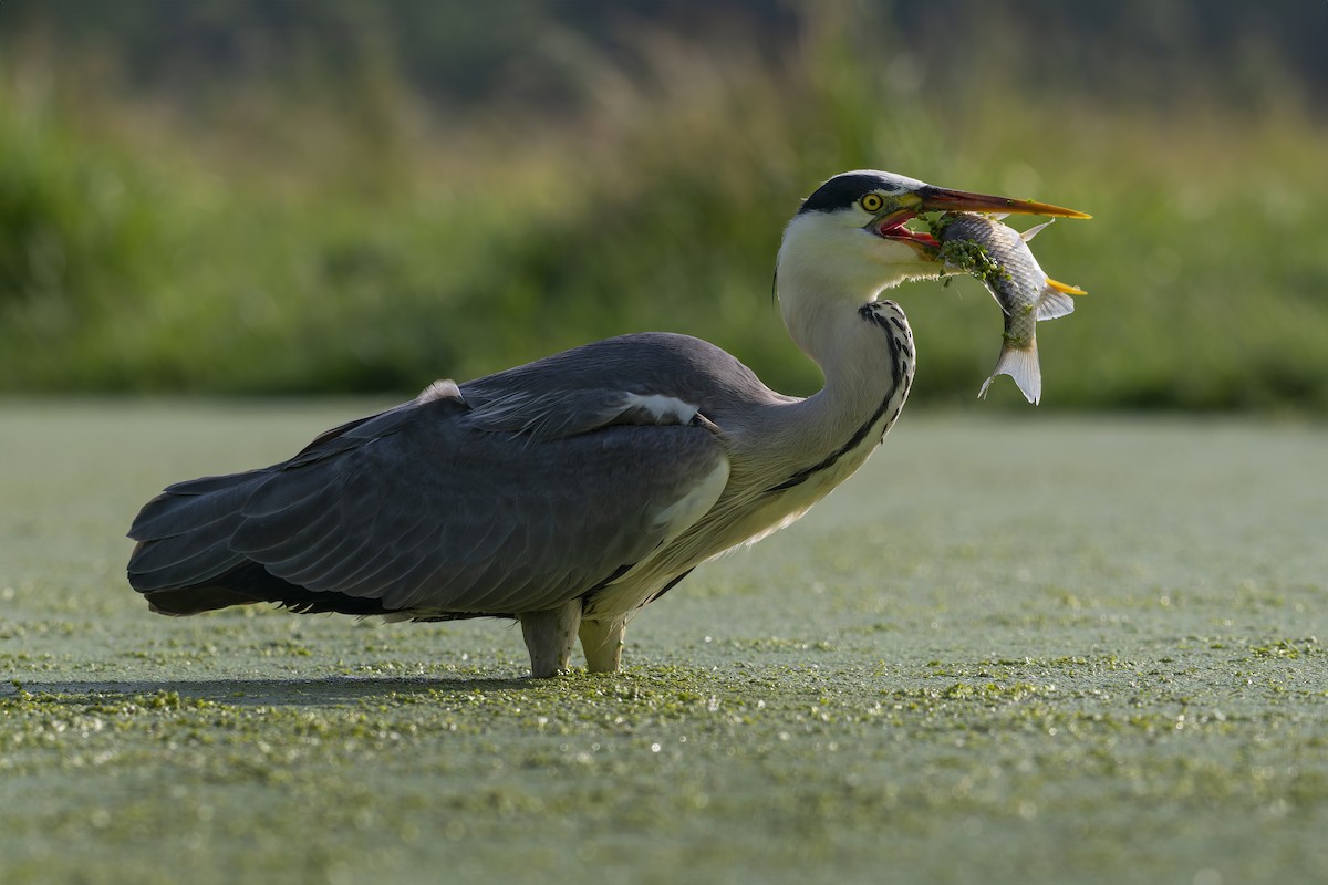 Gray Heron - ML622365544