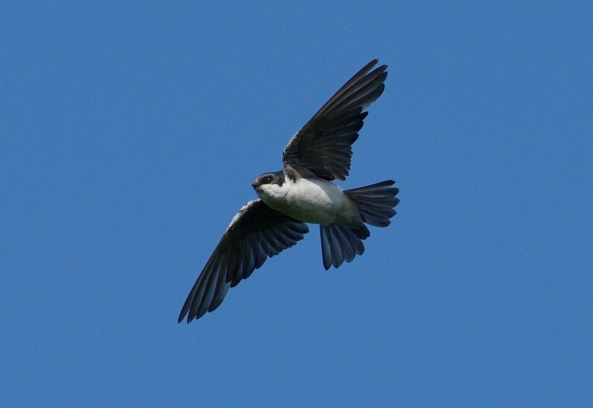 Golondrina Bicolor - ML622365561