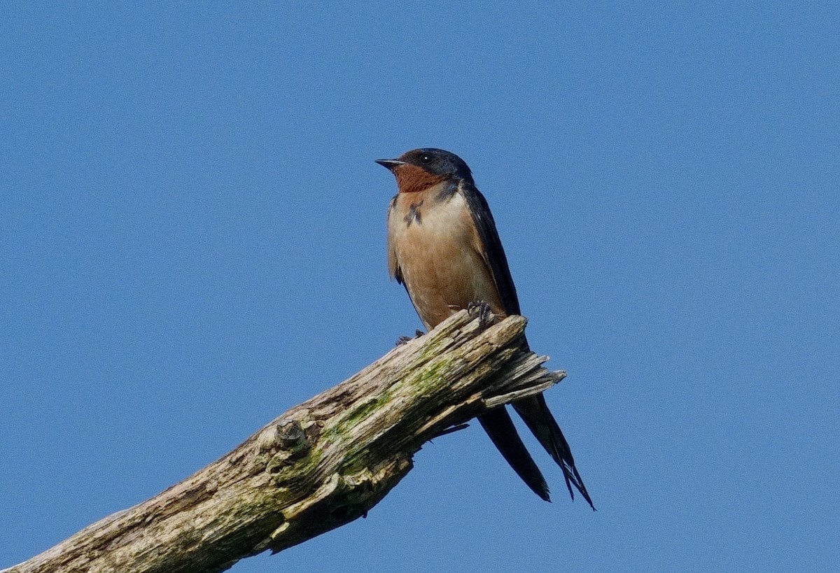 Barn Swallow - ML622365572