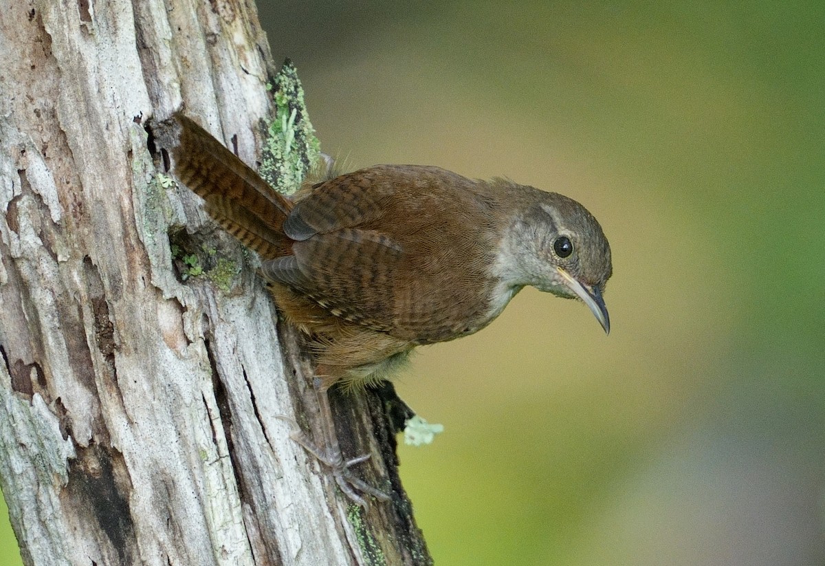 House Wren - ML622365579