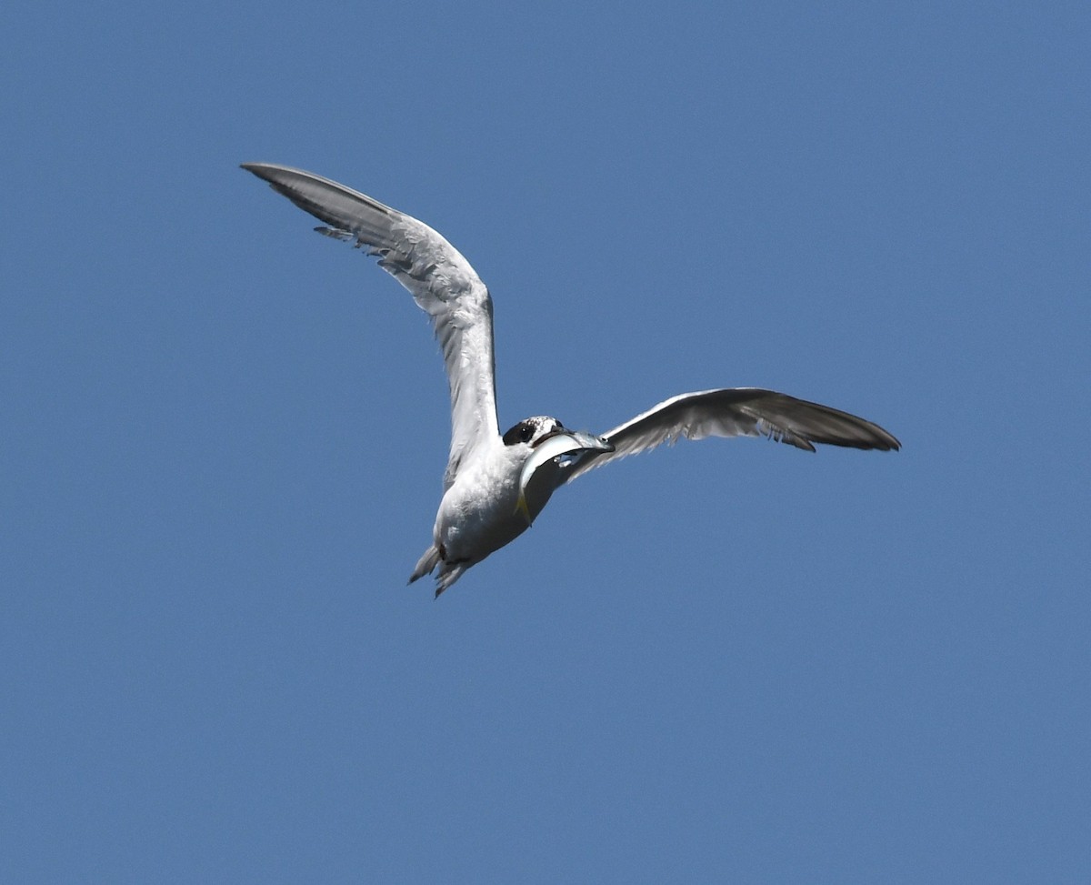 Forster's Tern - ML622365724
