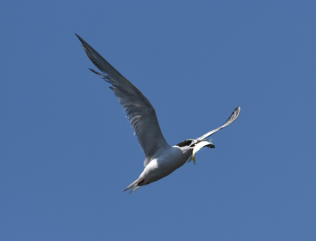 Forster's Tern - ML622365725