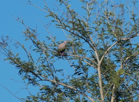 Burmese Collared-Dove - ML622365747