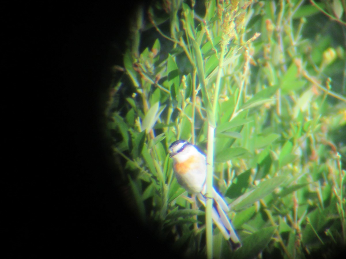Jerdon's Minivet - ML622365776