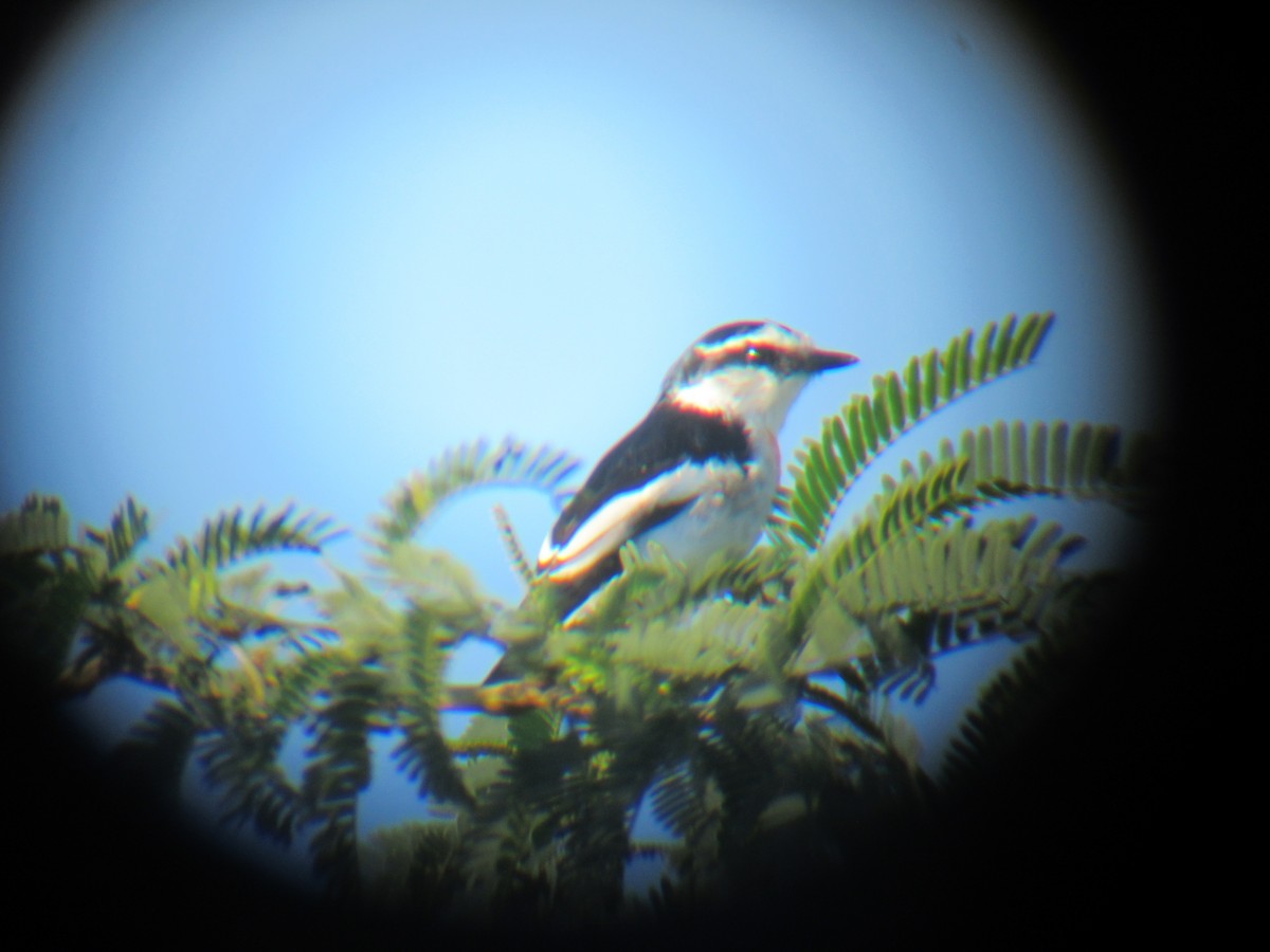 Jerdon's Minivet - ML622365787