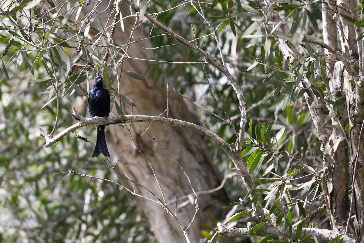 Drongo Malgache - ML622365804