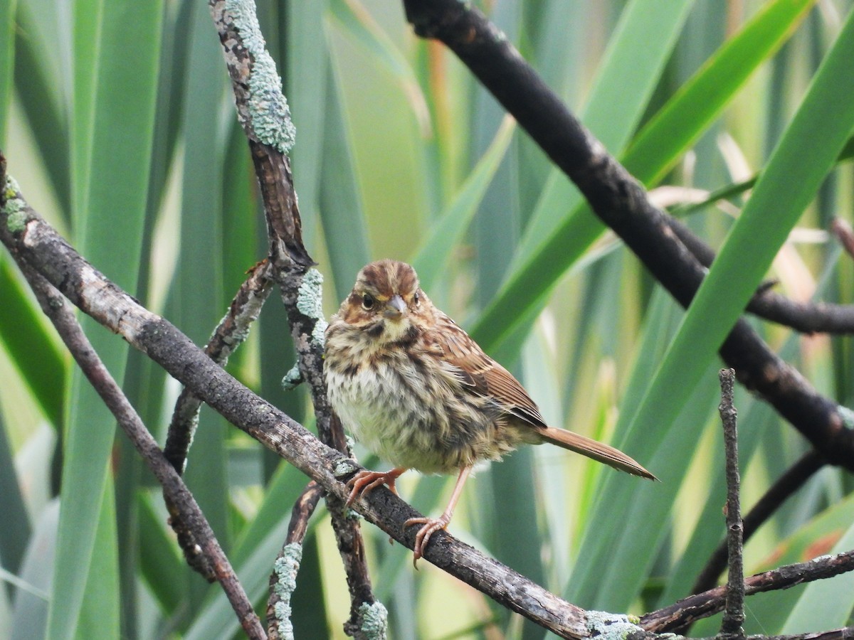 Song Sparrow - ML622365849