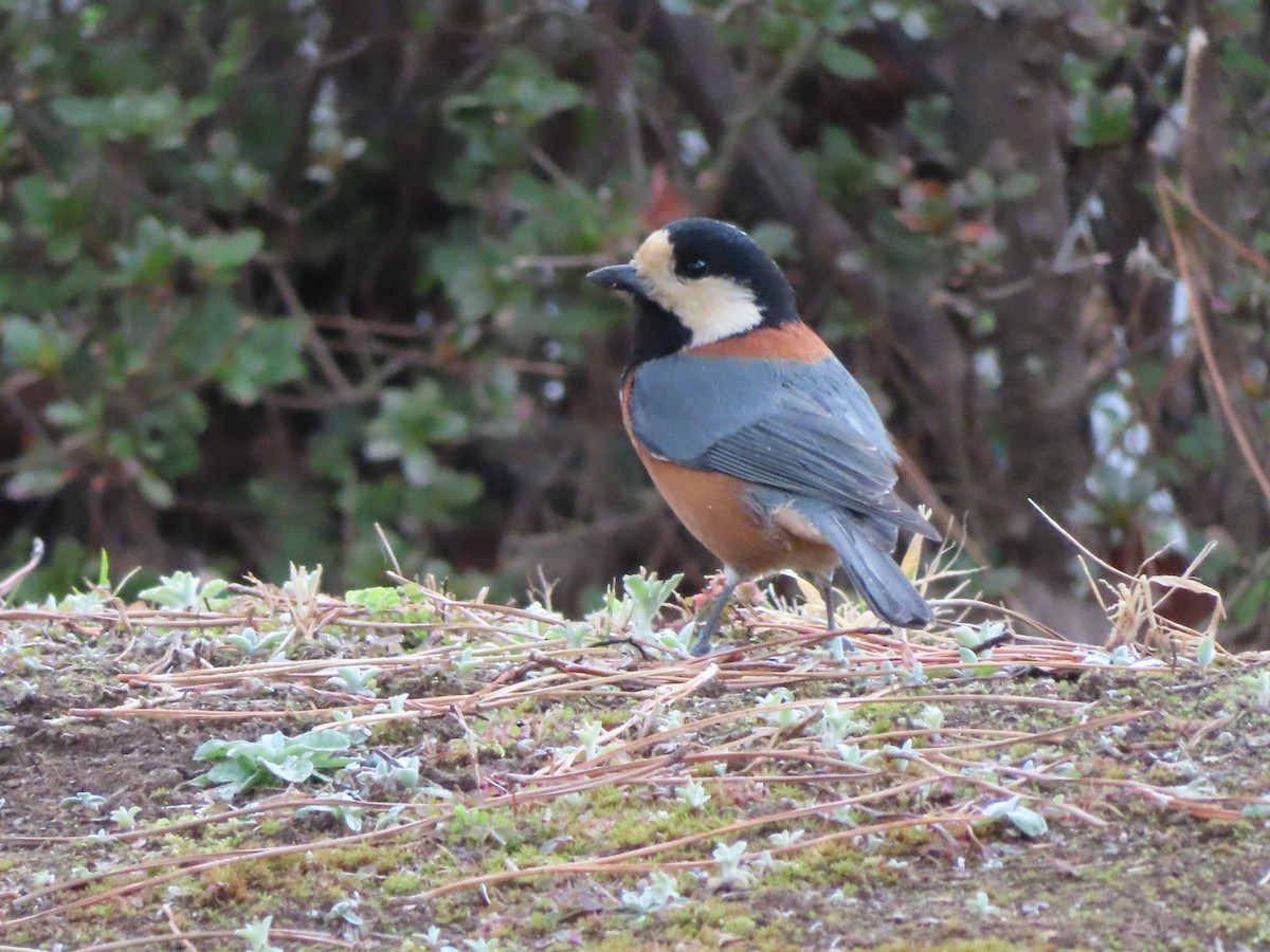 Varied Tit - ML622365877