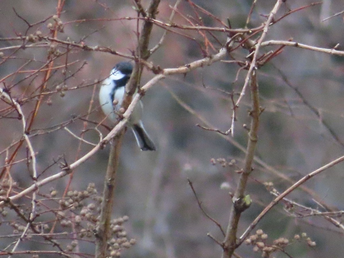 Japanese Tit - ML622365884