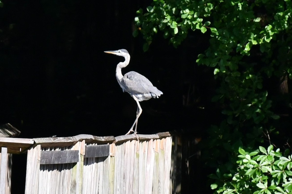 Great Blue Heron - ML622366029