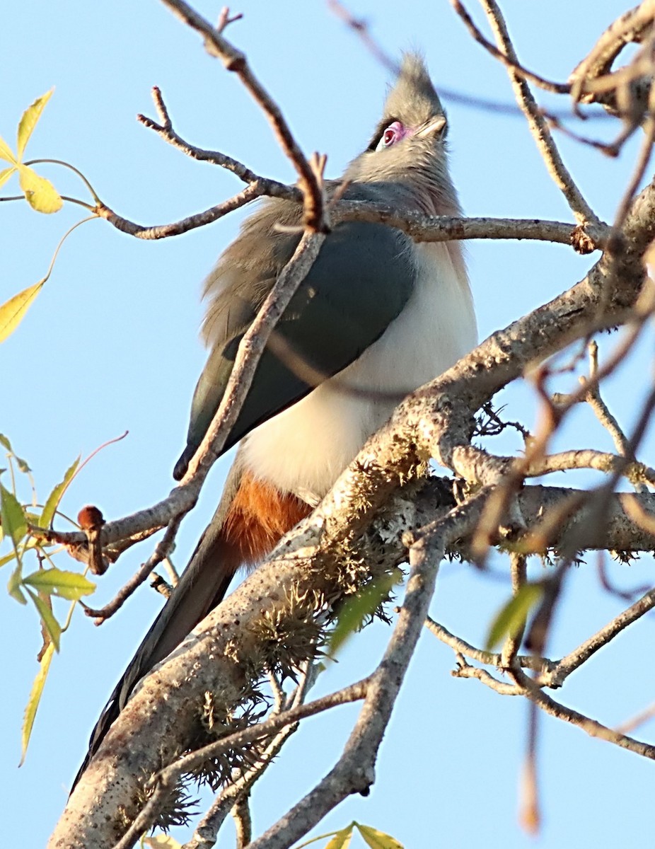 Crested Coua - ML622366075