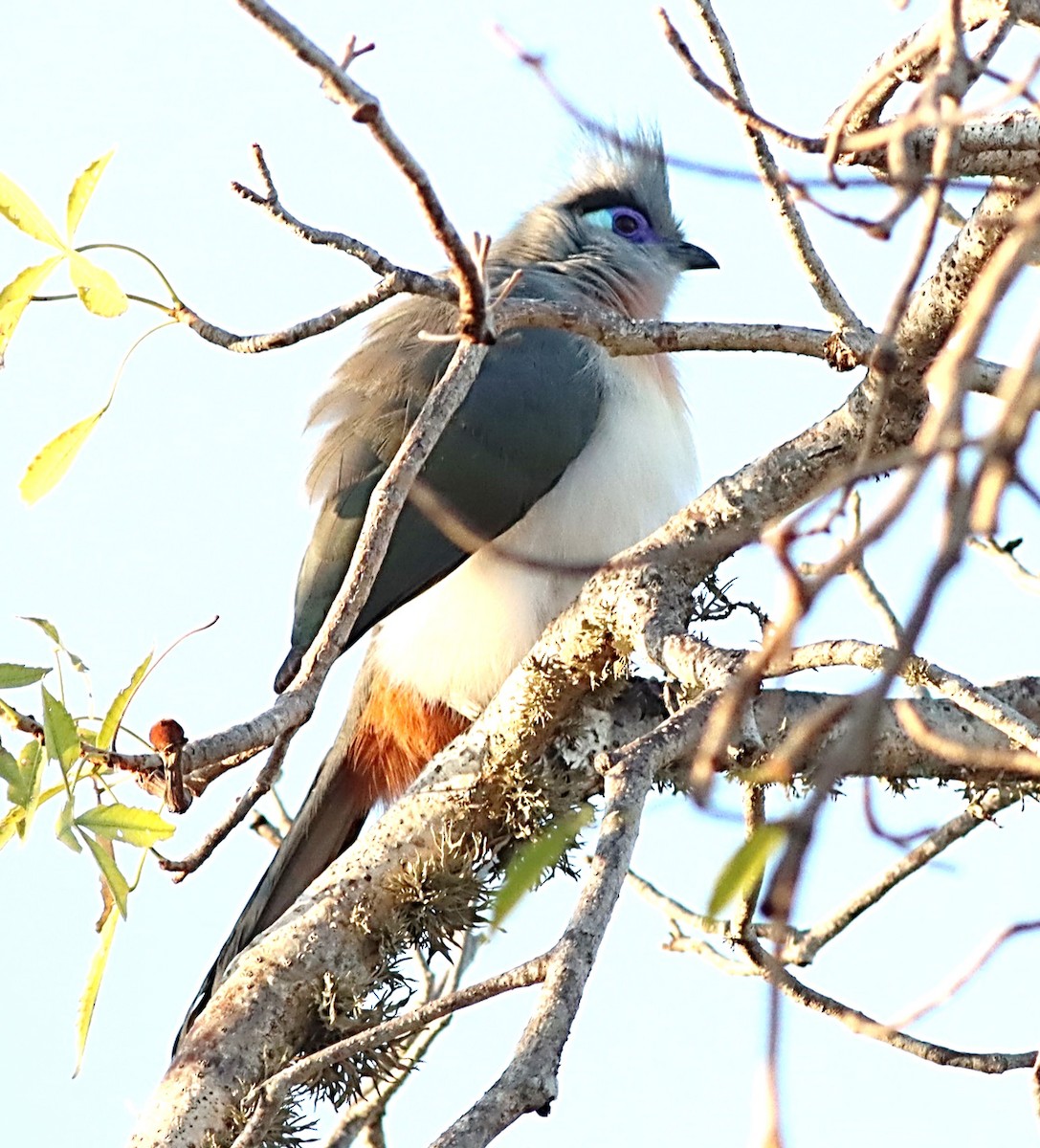 Crested Coua - ML622366076