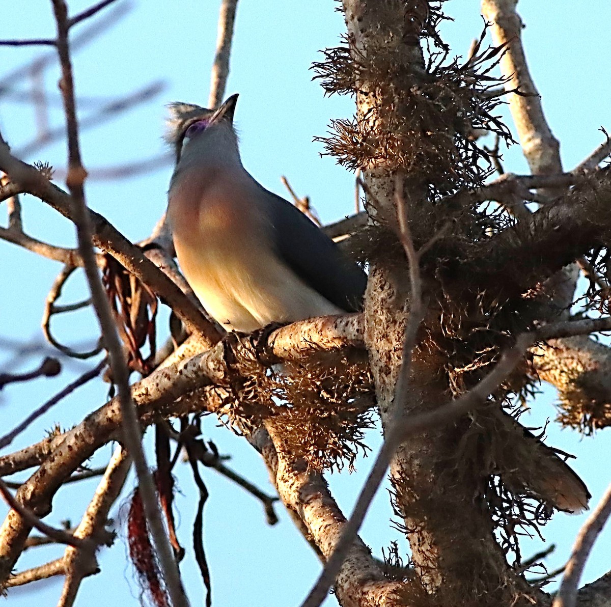 Crested Coua - ML622366082