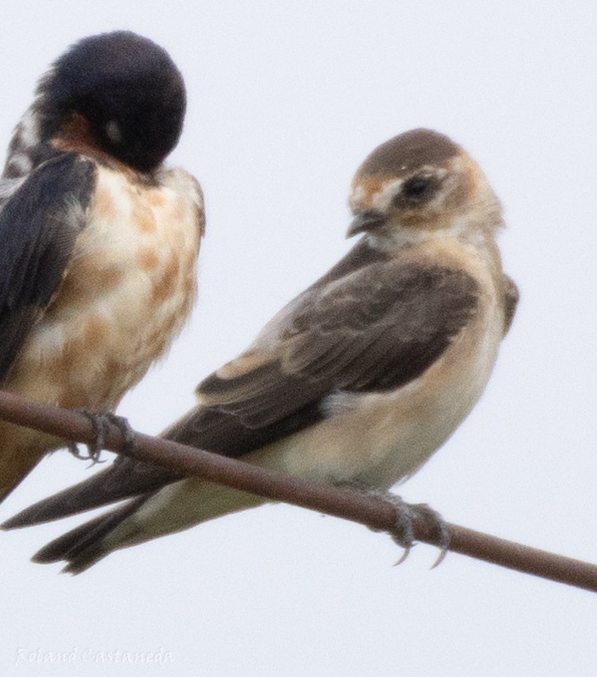 Cave Swallow - ML622366084