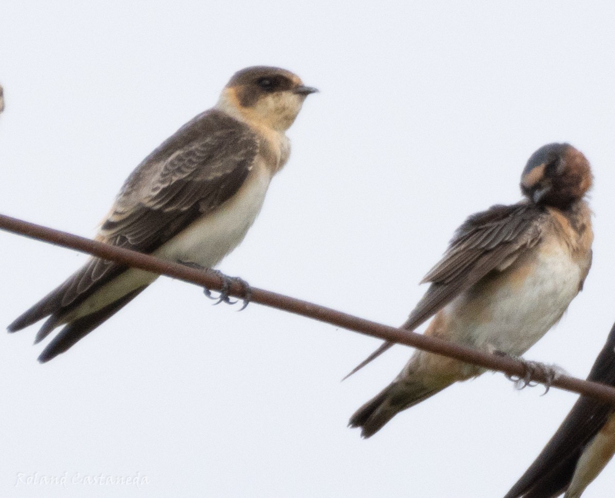 Cave Swallow - ML622366085