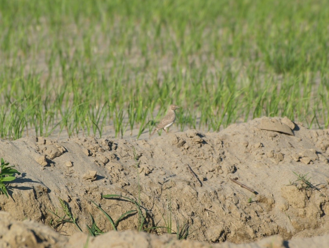 Sand Lark - ML622366111