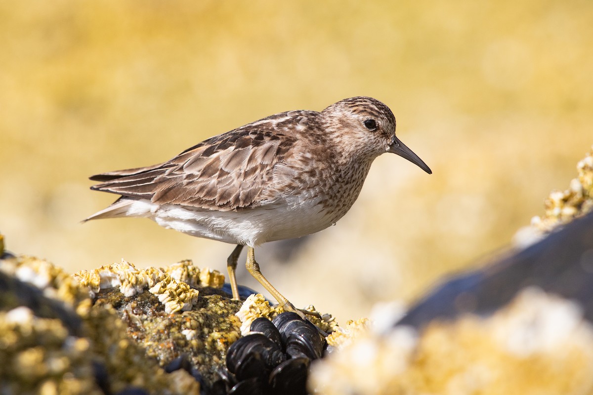 Least Sandpiper - ML622366163