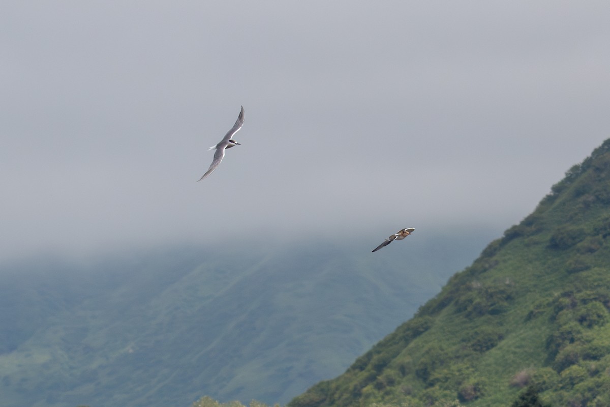 Aleutian Tern - ML622366164