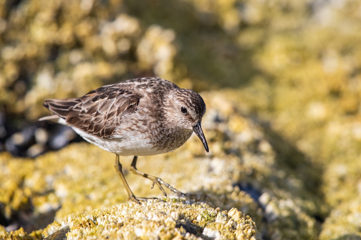 Least Sandpiper - ML622366170