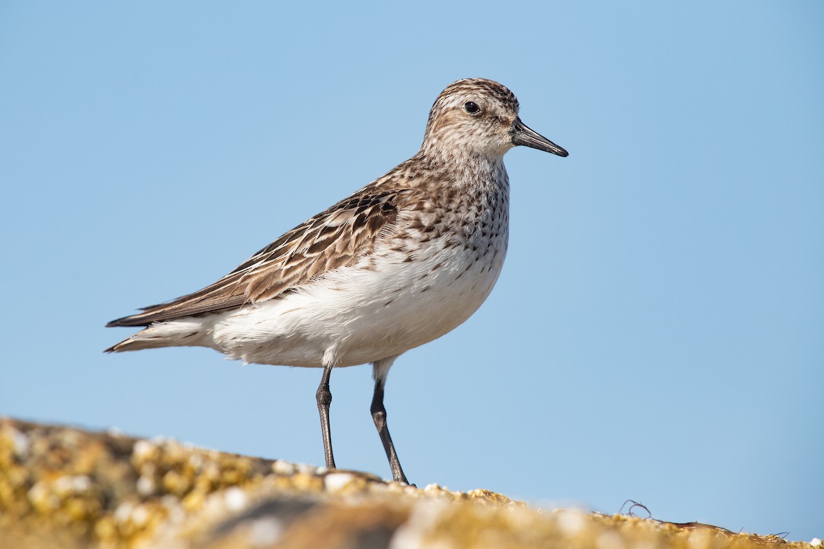 Semipalmated Sandpiper - ML622366183