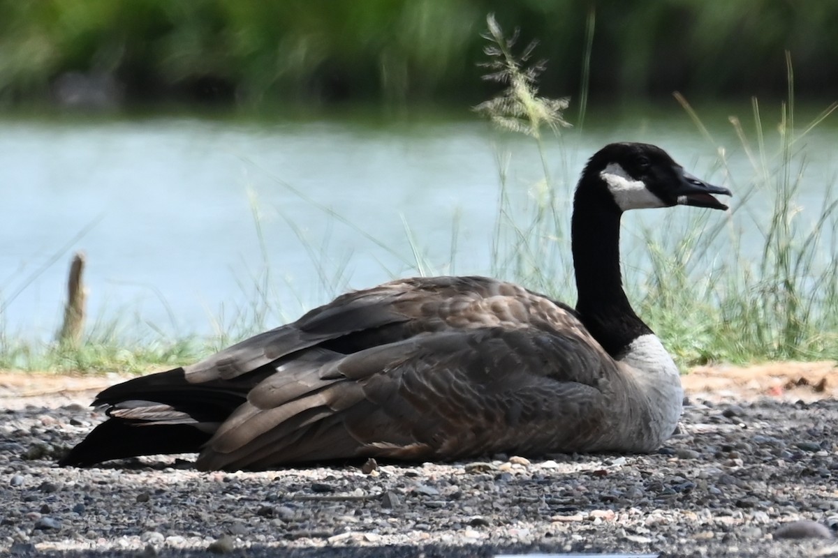 Canada Goose - ML622366266