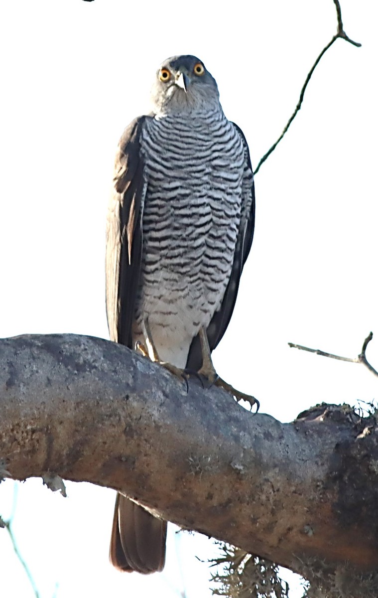 Madagascar Sparrowhawk - ML622366314