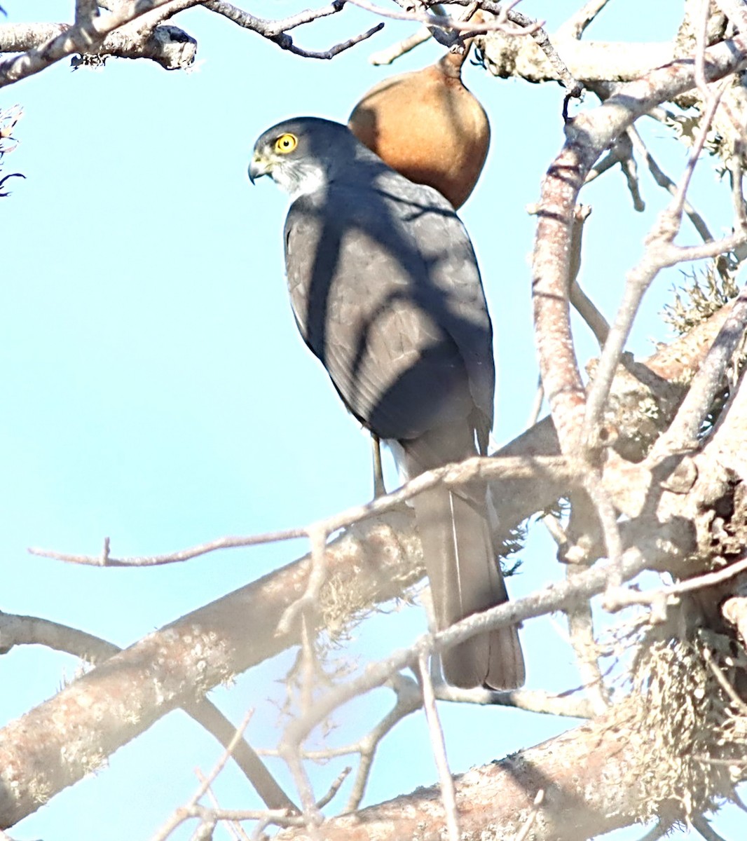 Madagascar Sparrowhawk - ML622366317