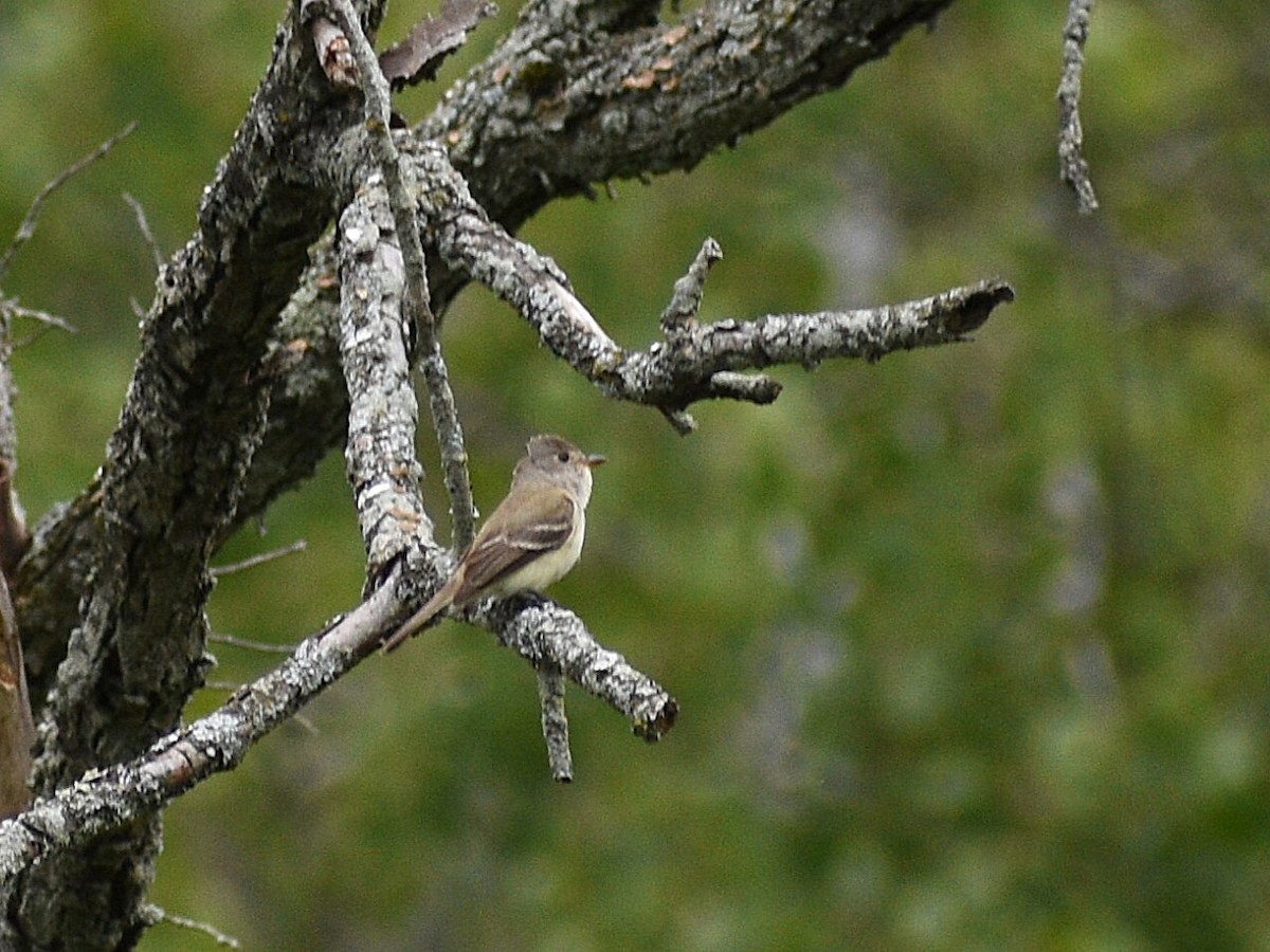 Alder Flycatcher - ML622366327