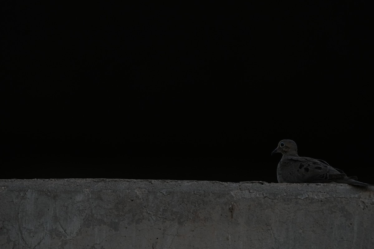 Mourning Dove - ML622366468