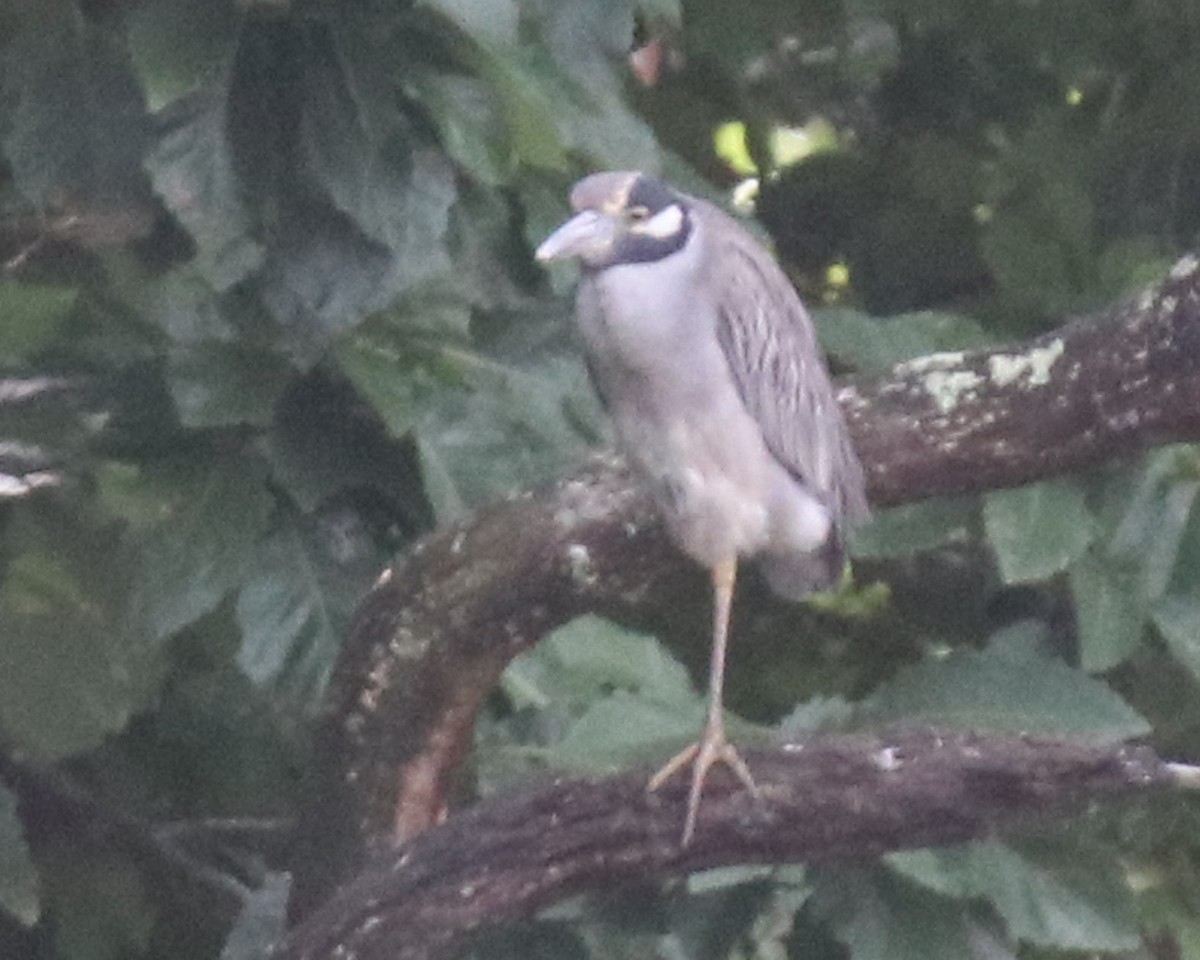 Yellow-crowned Night Heron - ML622366525