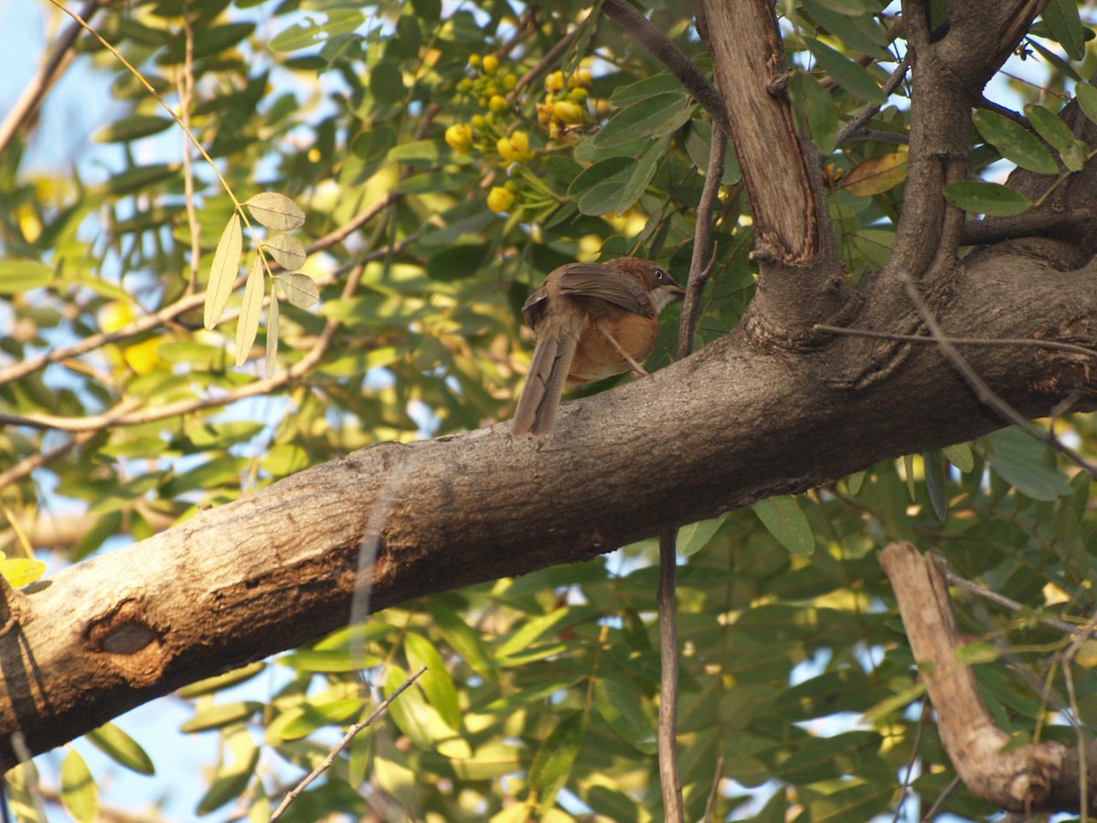 White-throated Babbler - ML622366526