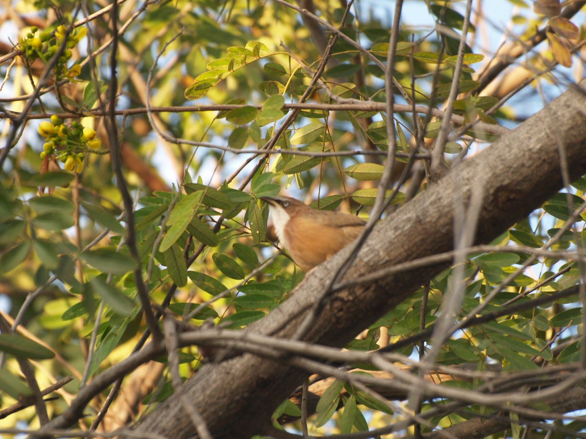 White-throated Babbler - ML622366529