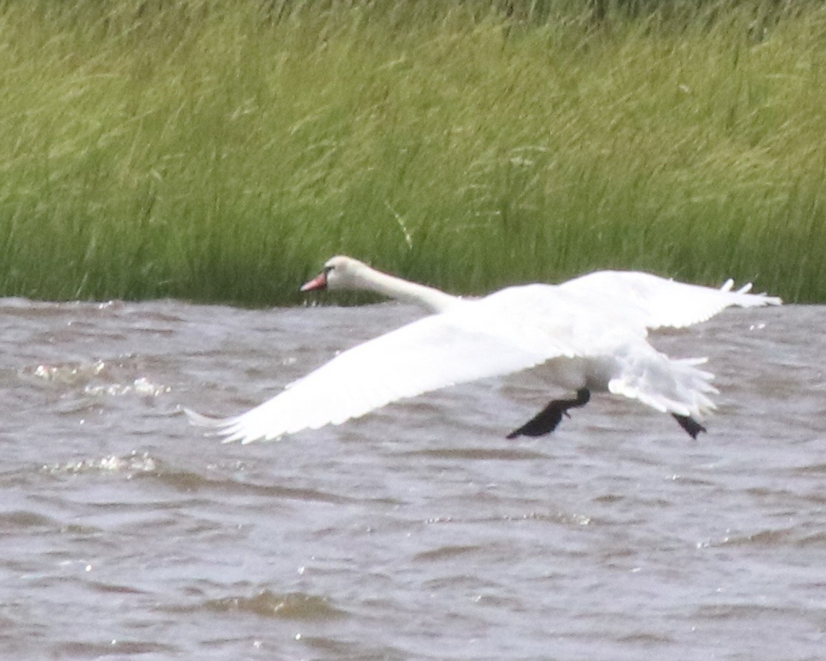 Mute Swan - ML622366547