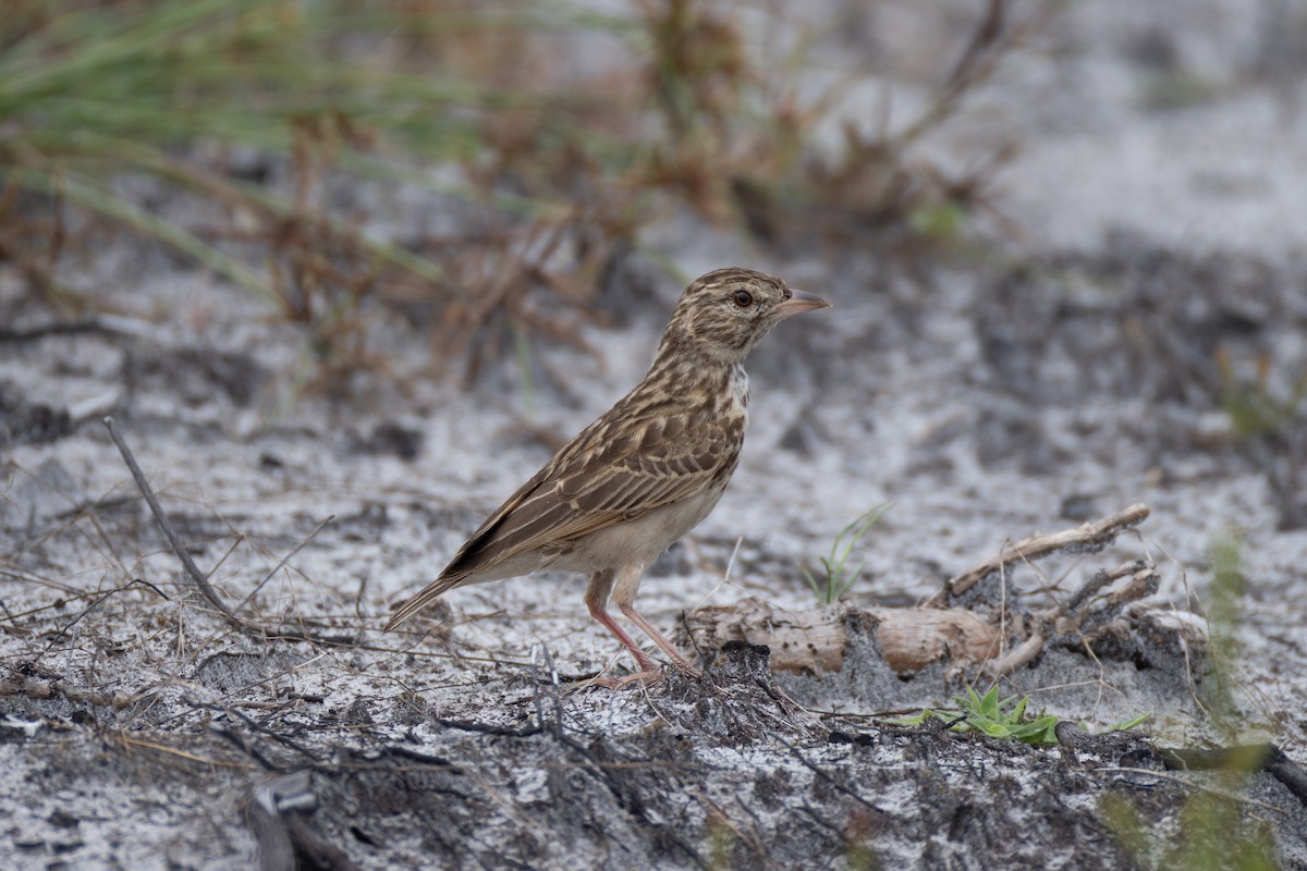 Madagascar Lark - ML622366549