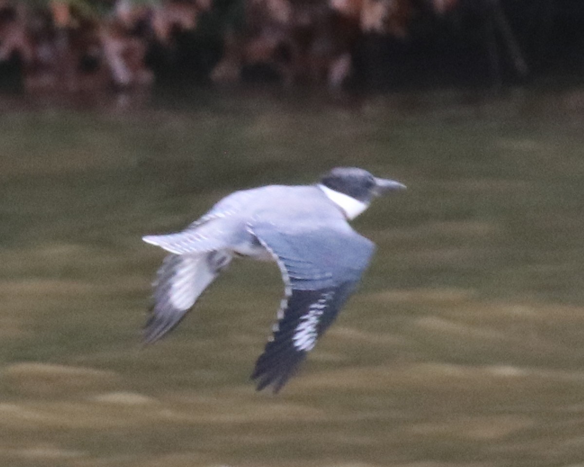 Belted Kingfisher - ML622366557